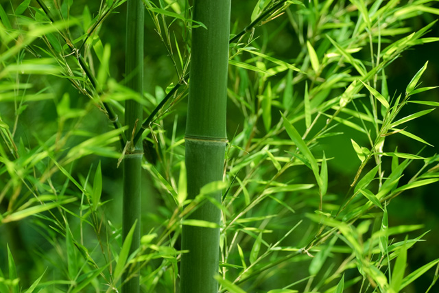 竹の夢に隠された意味とは